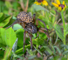 Wetland Giant Wolf Spider (Tigrosa helluo) female with spiderlings on the abdomen, Galveston, Texas, USA.