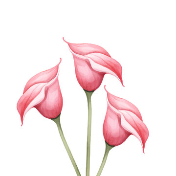 pink calla lilies watercolor on white clip art preview