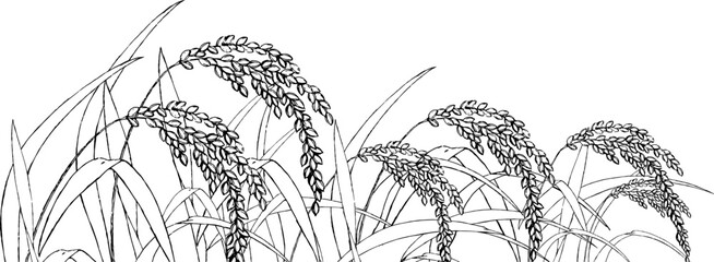 ペンで描いた稲のイラスト