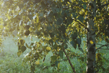 green leaves at morning