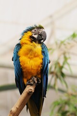 Animales