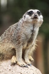 Fototapeta premium Animales