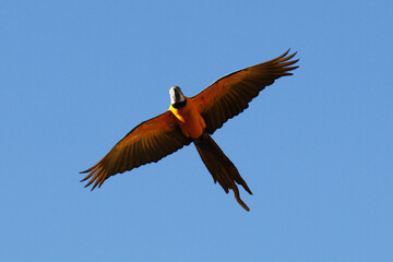 Araras de Caldas Novas - GO 