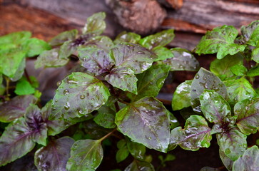 
There are two types of basil - green and brown, harvested in rainy weather.