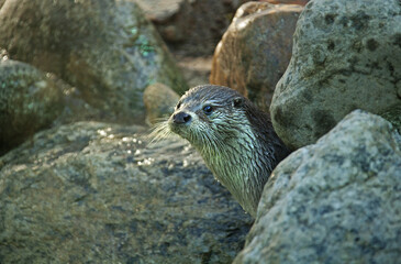 Winter view of a wet otter face behind rocks on the Zoo of Seoul Grand Park near Gwacheon-si, South Korea
