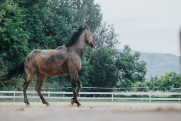 Majestic horse trotting gracefully in an outdoor pasture, framed by lush greenery and mountains in the background. Capturing the beauty and tranquility of nature and wildlife.