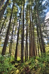 Icy Strait Point, Alaska