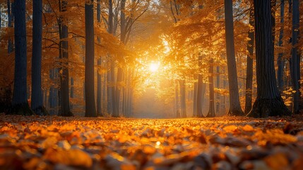 Fototapeta premium Sunset Serenity in Autumn Forest with Vibrant Foliage and Warm Golden Light