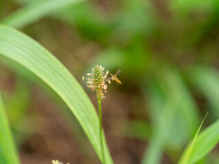 ハナアブとヘラオオバコの花