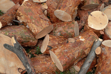 Pile of Tree Parts Slice Stump, Log end Other Tree Trunk Parts for Wallpaper Background. Selective Focus Photo.