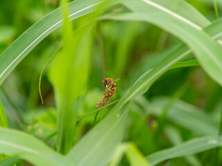 ヘラオオバコの花とミツバチ