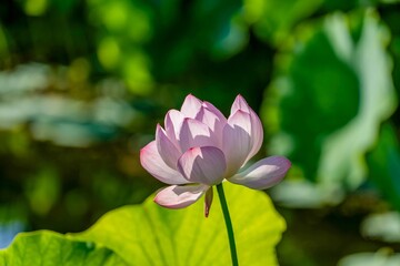 Obraz premium 朝日を浴びて輝く満開のピンクのハスの花