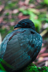 A detailed close-up of a crested guan with a striking red eye, perched in a forest setting, showcasing its intricate feathers and sharp beak