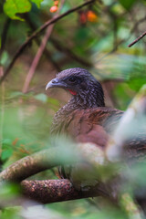 A Colombian Chachalaca (Ortalis columbiana) perched on a tree branch in a lush jungle, showcasing its detailed feathers and natural surroundings