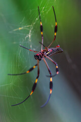 A close-up shot of a colorful spider sitting on its intricate web, set against a green blurred background, highlighting the spider's unique patterns and vibrant colors