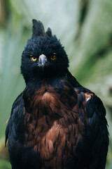 A close-up portrait of a black-and-chestnut eagle, showcasing its intense yellow eyes and intricate feathers