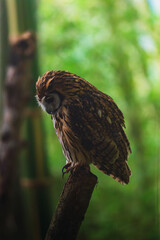 A mottled owl, known for its distinctive markings, perched on a tree branch in a dense forest, surrounded by lush greenery
