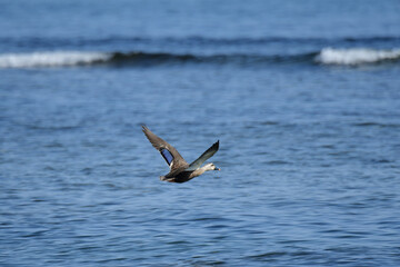 沖へ飛ぶカルガモ
