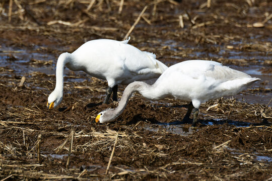 ドロドロの畑でエサを食べる白鳥