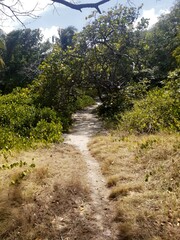 footpath in the forest