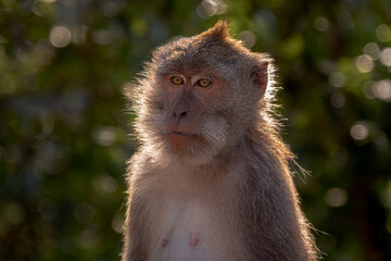 portrait of a brown monkey in the forest