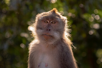 portrait of a brown monkey in the forest