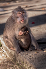 Monkey mother with her baby in Pusuk park, North Lombok, Indonesia