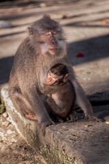 Fototapeta premium Monkey mother with her baby in Pusuk park, North Lombok, Indonesia