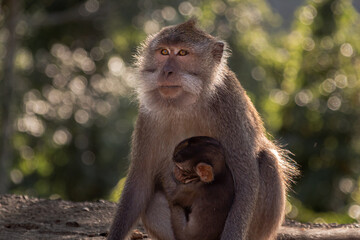 Monkey mother with her baby in Pusuk park, North Lombok, Indonesia