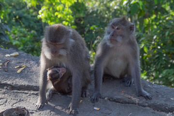 Monkey mother with her baby in Pusuk park, North Lombok, Indonesia