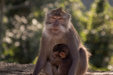 Monkey mother with her baby in Pusuk park, North Lombok, Indonesia