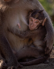 Monkey mother with her baby in Pusuk park, North Lombok, Indonesia