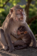 Monkey mother with her baby in Pusuk park, North Lombok, Indonesia