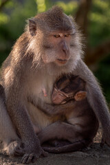 Monkey mother with her baby in Pusuk park, North Lombok, Indonesia