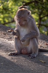 Fat brown monkey sitting and eating on the road