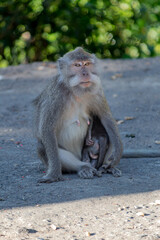 Monkey mother with her baby in Pusuk park, North Lombok, Indonesia