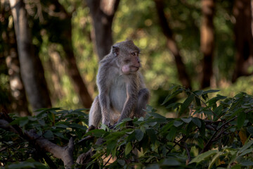 portrait of a brown monkey in the forest