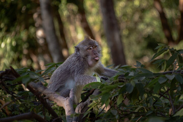 portrait of a brown monkey in the forest