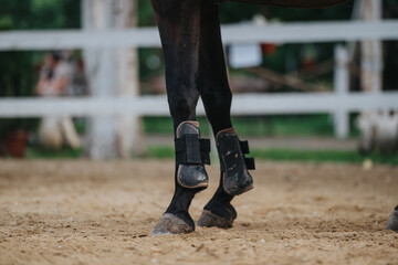Close-up image of a horse's legs wearing protective boots while standing on a sandy arena ground,...