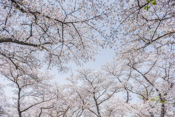 Landscape View Of  Kyoto Botanical Garden Park With Cherry Blossoms (Sakura) And Colorful Tulip At Kyoto, Japan
