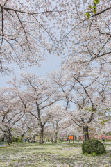Landscape View Of  Kyoto Botanical Garden Park With Cherry Blossoms (Sakura) And Colorful Tulip At Kyoto, Japan