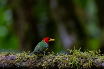 Environmental image of a Red-headed Barbet sitting on a long in the montane forest of Ecuador 