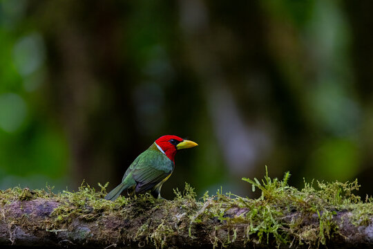 Environmental image of a Red-headed Barbet sitting on a long in the montane forest of Ecuador 