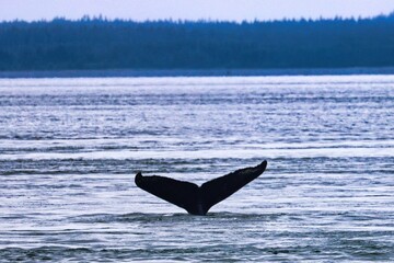 Fototapeta premium Icy Strait Point, Alaska