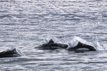 Obraz premium Icy Strait Point, Alaska