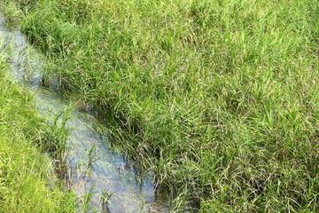 夏草の間を流れる綺麗な川の水
