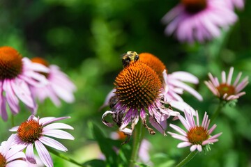 Bee Pollinating Purple Coneflower In A Vibrant Garden