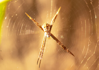 Spiders spin webs for shelter and capture insects for food. Landscape brown spider on web in morning with bright sunlight by blurred nature brown background.
