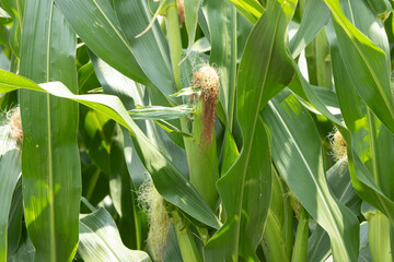 Corn field 