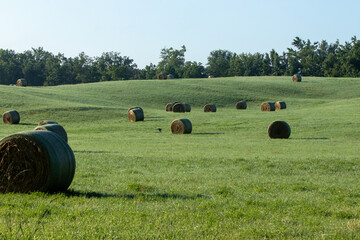 Round bales of hay in a field © Steve